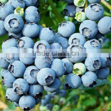 Next Generation Resveratrol 99% Trans-Pterostilbene/Pterostilbene Powder photo-3