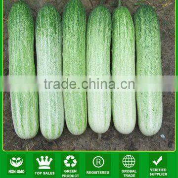 CU13 Wawa very early maturity f1 hybrid cucumber seeds chinese vegetable seeds
