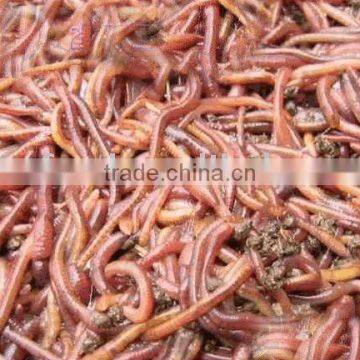 bloodworm aquarium fish food