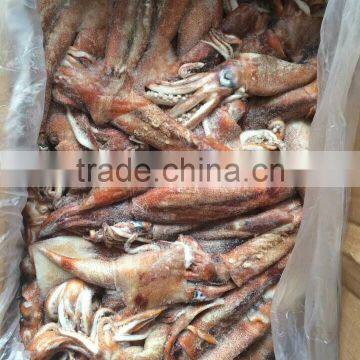 Top Quality Frozen Squid Todarodes Pacificus Frozen on Vessel With Best Freshness photo-4