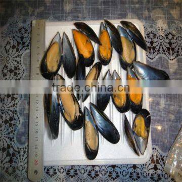 frozen shell mussel