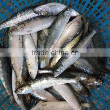 Frozen sardine fish