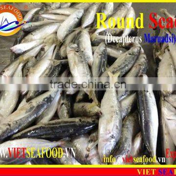 FROZEN W/R MARUADSI photo-4