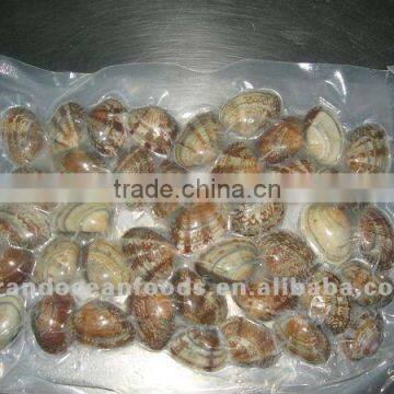 Frozen Boiled Baby Clam IVP