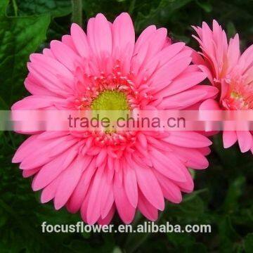 Party Decoration Fresh Cut Flowers Gerbera Flowers From Kunming