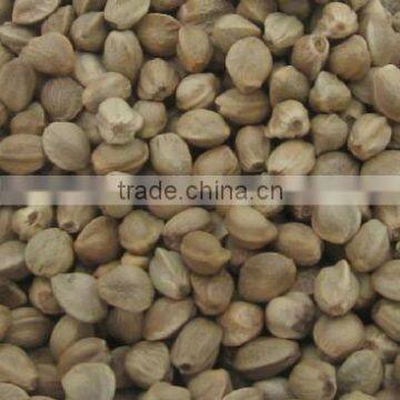 Hemp Nut photo-3