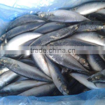 Frozen Fish (pacific Mackerel 200-300g) photo-3