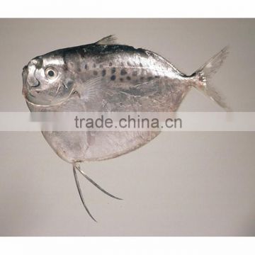 Oupusen IQF whole round moonfish