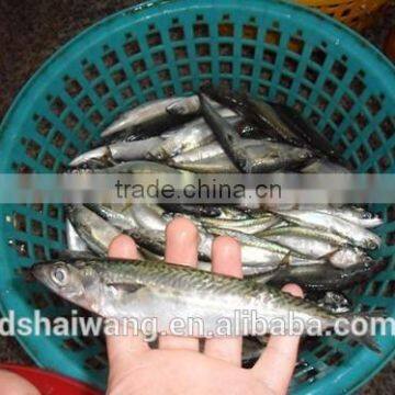 Frozen Pacific Mackerel for Sale With Size - 80g photo-5
