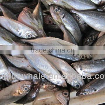 Female horse Mackerel fish