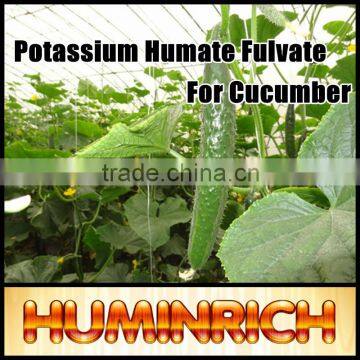 FAQ 3--How To Use Potassium Humate Fulvic Fertilizer To Solve The Problem Of Cucumber Wilt ?