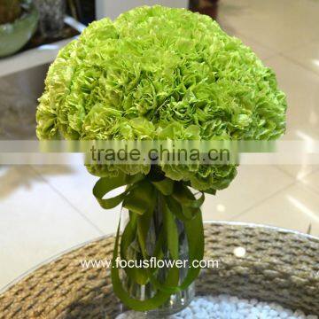 Fresh Promotional Cut Flower Carnations For Sale Green Ornamental Carnation Flowers