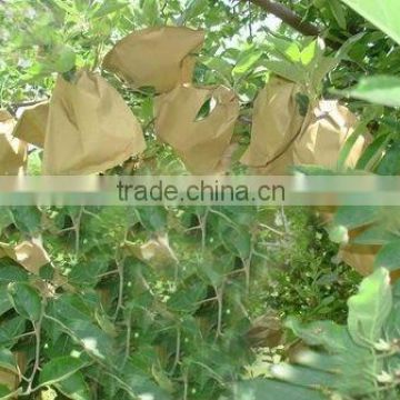 Paper Apple Bag for Cultivation