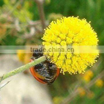 Acacia Fragrances For Incense Sticks