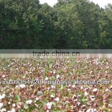 Raw Cotton s-6
