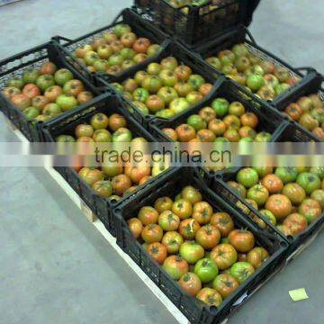 Fresh Tomato photo-2