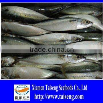 Frozen Whole Round Fish Pacific Mackerel 5 to 6 pcs per kg