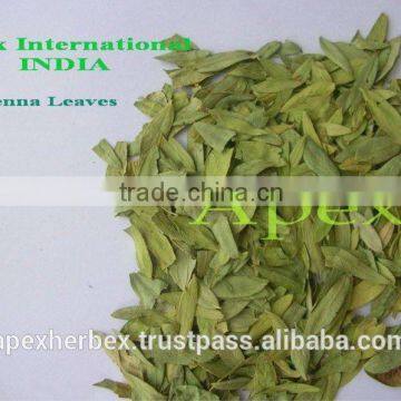 Senna Leaves No. 3 photo-2