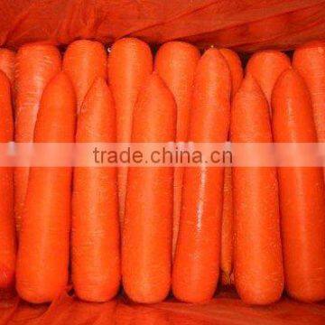 fresh carrot 2016 crop