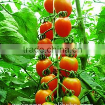 High yield mid-early maturity small cherry tomato seed Yellow rose F1