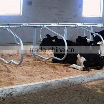 Free Stall Barn Dairy Cow Comfortable Free Stall