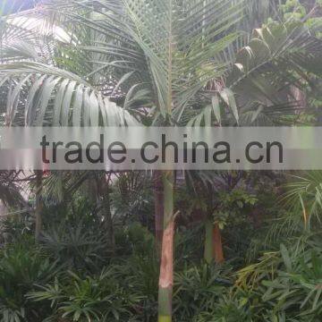 Archontophoenix Alexandrae and Rooted Outdoor Palm Trees photo-4