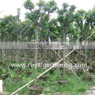 Cassia surattensis yellow flower trees