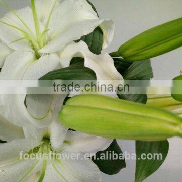 Home & Party Decor Cut Fresh White Siberia Lilies For Sale