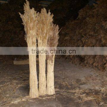 Water Reed Thatch for Roof Thatching, Sweetwater