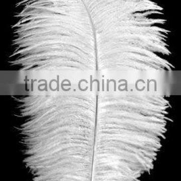 14-16 inches White Ostrich feather for party decorations