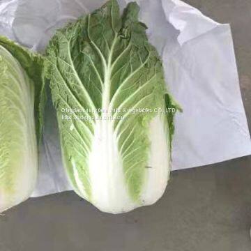 Chinese Cabbage photo-3