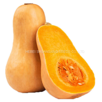 2021 Wholesale Butternut Flesh Hybrid Squash Seeds Pumpkin Seeds for Planting