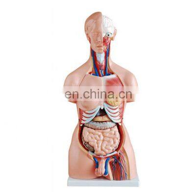 85cm anatomy human organs model for medical teaching aids for sale