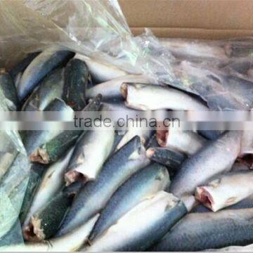 grade A mackerel fish 80-120g HGT pacific mackerel