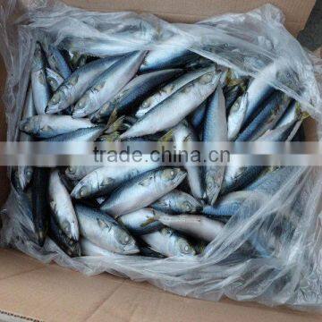 Frozen Seafish Pacific Mackerel/Scomber