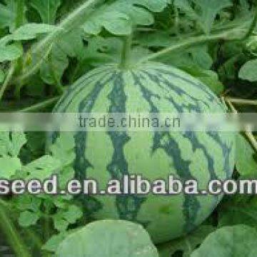 DG pink flesh and hybrid watermelon seeds for sale