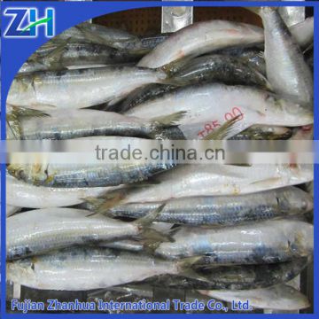 fresh frozen sardines 20-30pc/kg for sale