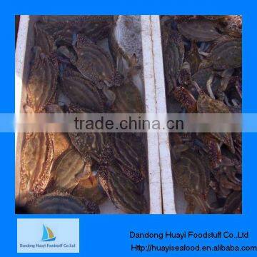 Supply iqf crab for sale