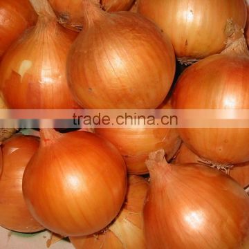 2014 crop good quality onion in mesh bag with cheap price