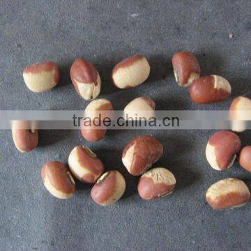 HPS cowpea beans