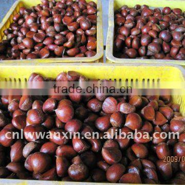 chestnut,china chestnut for sale, fresh chinese chestnut, hot sale