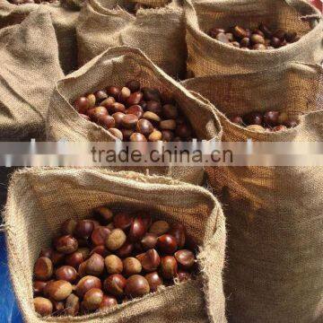 Fresh Chestnut