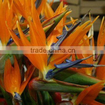 Fresh cut flower Bird- of -paradise Strelitzia reginae Aiton