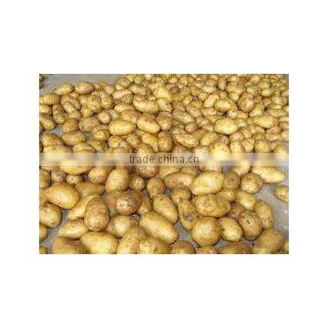 Holland Potato Pack in Mesh Bag or Carton photo-4