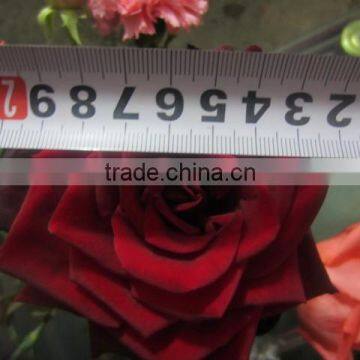 Supply Grade A Fresh Cut Flowers Black Rose photo-5