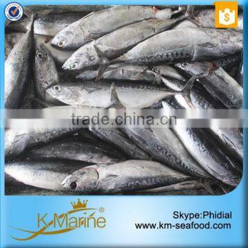 Seafood Frozen Fish Bonito WR With Prices photo-4