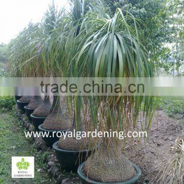 Beaucarnea Recurvata ( Nolina Recurvata) Ponytail Palms as Outdoor Plants photo-2