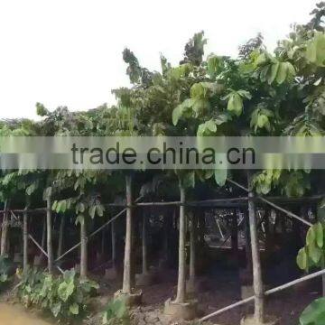 Lagerstroemia Speciosa Dia 6-20cm Landscaping Tree photo-2