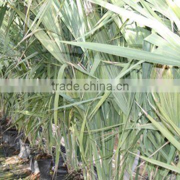 Sabal Causarium " Puerto Rican Hat Palm" 250/300 Plant Size photo-2