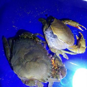 Soft Shell Crab Farming Box - RAS System